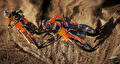 KTM 2025 300 SX en 350 SXF